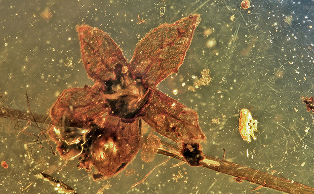 琥珀中的 Tropidogyne 花